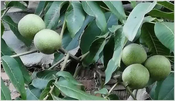 麻核桃种植技术分享 | 自然知识