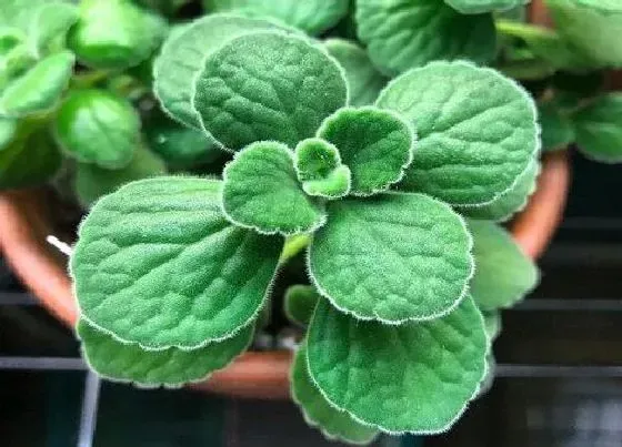 植物香味|碰碰香有香味吗