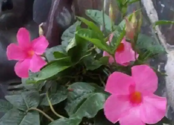 植物香味|飘香藤有香味吗