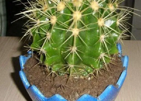 植物换土|金虎仙人球怎么换土 换土时间和方法