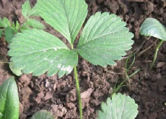 植物修剪|草莓苗怎么修剪方法