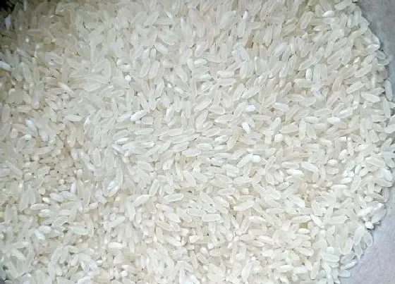 食用科普|东北五常大米哪个牌子正宗（东北黑龙江最好的大米品牌）