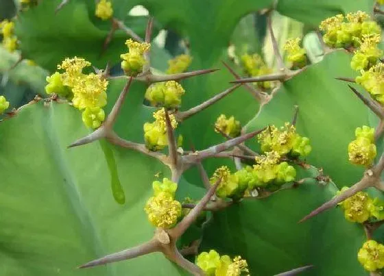 植物百科|麒麟冠开花吗 开花什么样子