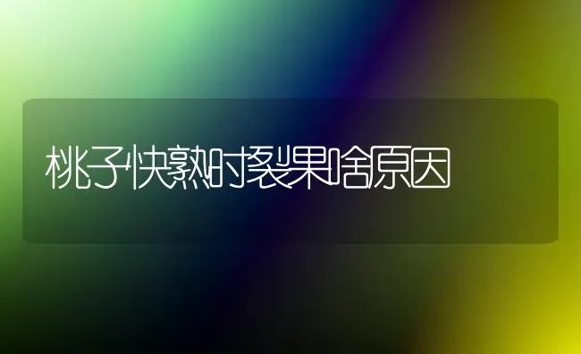 桃子快熟时裂果啥原因 | 瓜果种植