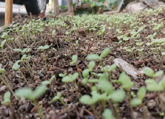 种植百科|菊花苗什么时候栽种合适