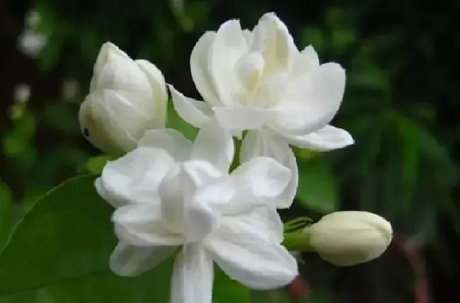 养殖方法|盆栽茉莉怎么养才长得好（怎样养好茉莉花盆景爆盆）