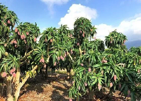 种植位置|芒果树可以种在院子里吗