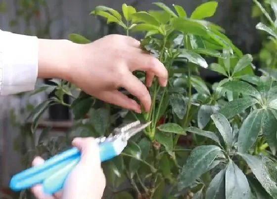 植物修剪|鹅掌树怎么修剪方法