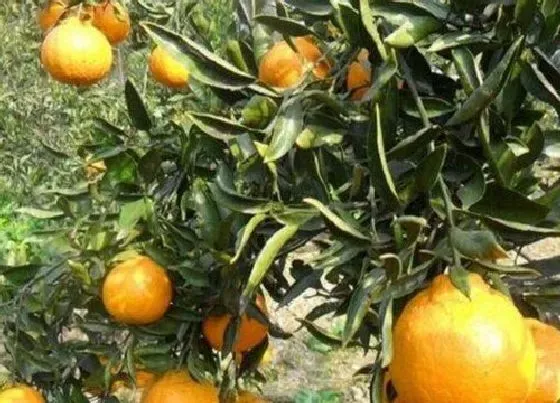 果实成熟|丑橘采摘时间和收获季节