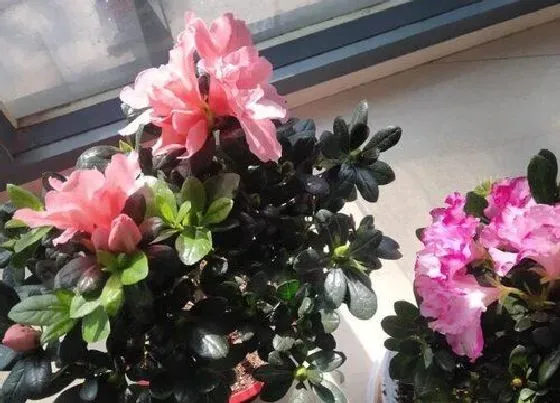 植物虫害|杜鹃花上有虫子怎么办（杜鹃花叶子被虫吃了怎么灭虫）