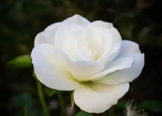 开花时间|白玫瑰什么时候开花 开放的时间是几月
