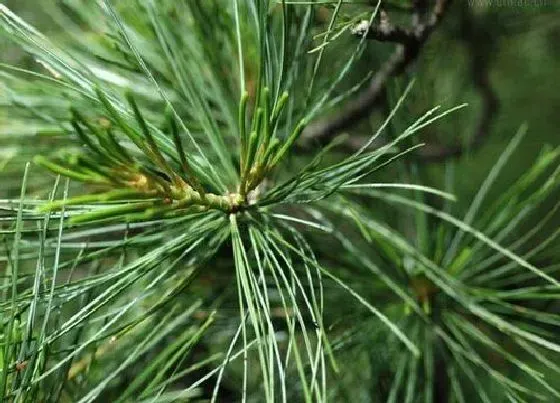 植物百科|松柏树开花吗 开花什么样子