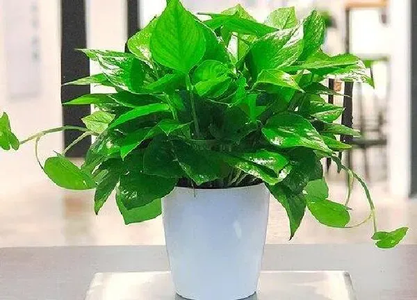 植物浇水|土培绿萝多久浇一次水