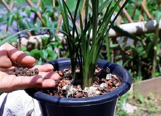 植物施肥|兰花施什么肥好