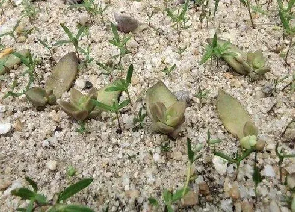 植物扦插|紫珍珠可以叶插吗
