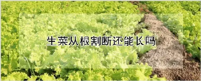 生菜从根割断还能长吗 | 农业科普