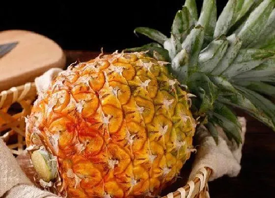 冬天植物|菠萝怎么过冬天 防冻过冬管理要点