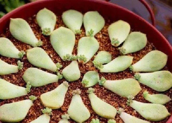 植物扦插|劳尔叶插多久发芽