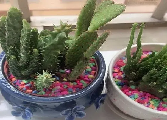 植物种类|喜欢阳光的植物盆栽有哪些
