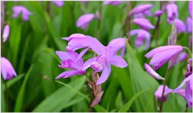 白芨种植技术 如何种植白芨 | 农业技术