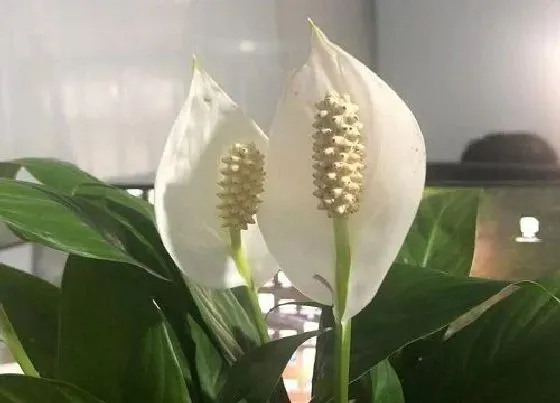 植物百科|白掌冬天开花吗