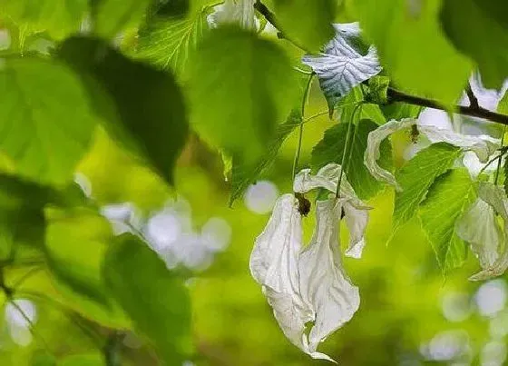 植物百科|鸽子树是什么植物