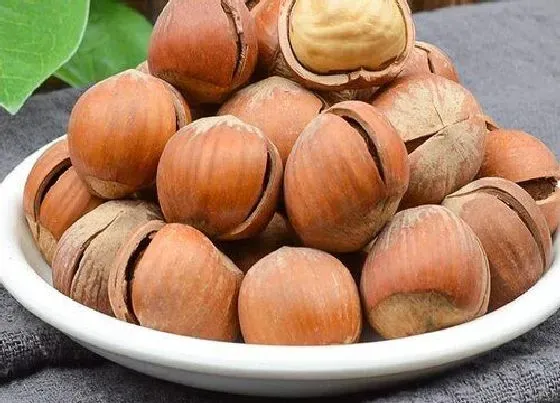 食用须知|榛子是生吃好还是熟吃好