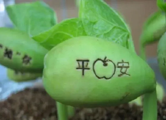 植物百科|许愿豆是什么植物