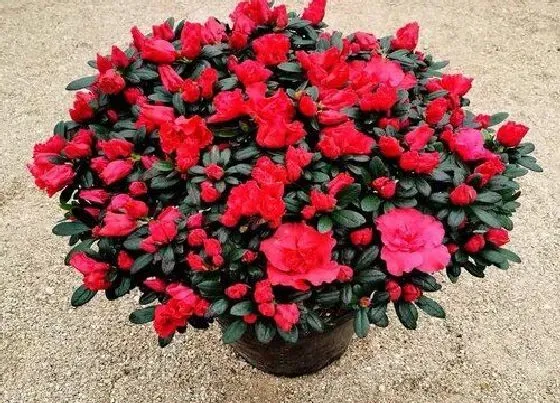 叶子干枯|杜鹃花叶子干枯怎么办