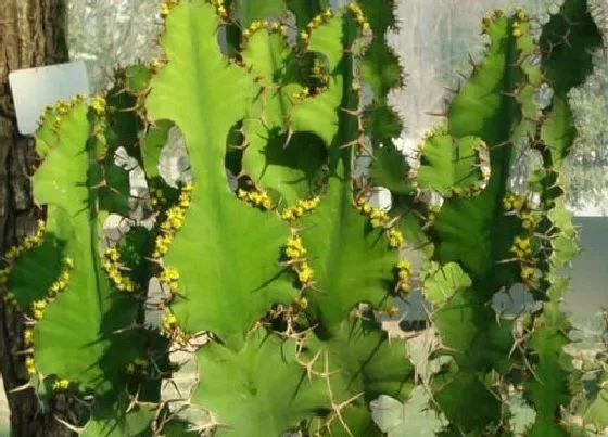 植物百科|麒麟冠开花吗 开花什么样子