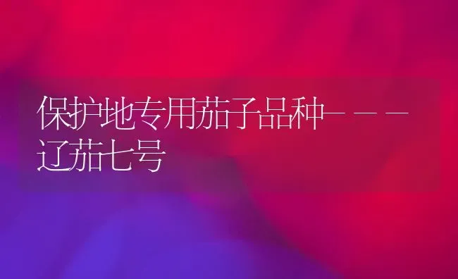 保护地专用茄子品种---辽茄七号 | 蔬菜种植