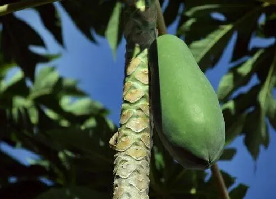 种植管理|湖南可以种木瓜吗