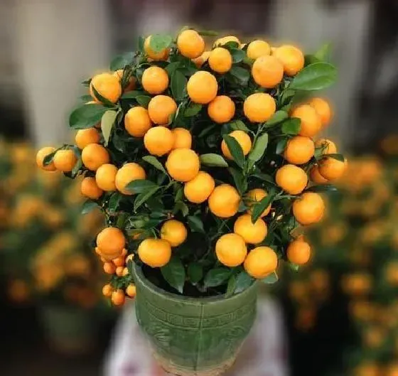 果实科普|盆栽金桔几月开花结果 什么时候开花结果