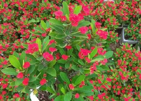 冬天植物|虎刺梅耐寒吗