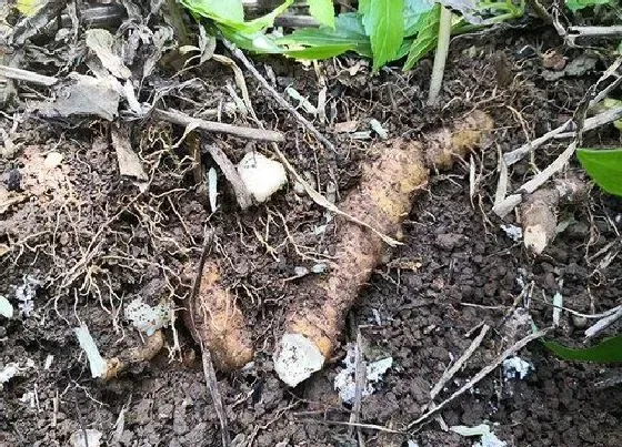 种植百科|玉竹什么时候挖最好