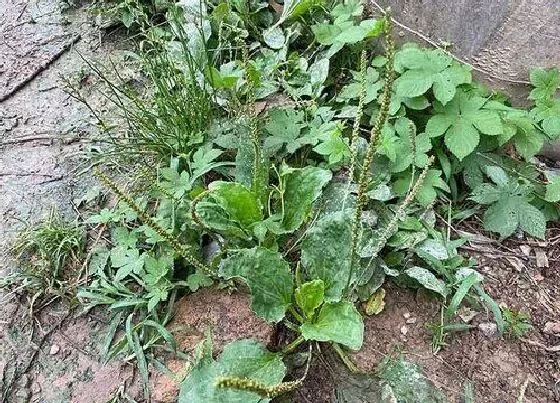 植物种类|车前草是常绿植物吗