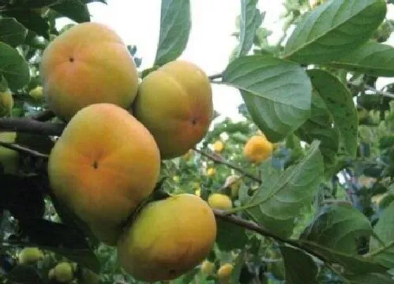 种植管理|日本甜柿几年结果实