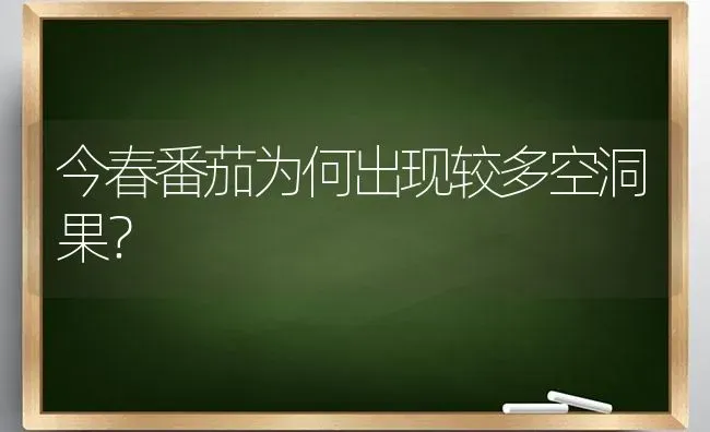 今春番茄为何出现较多空洞果？ | 瓜果种植