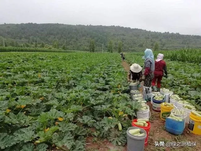 种植管理|西葫芦的种植方法和管理技术，西葫芦怎样栽培产量高）