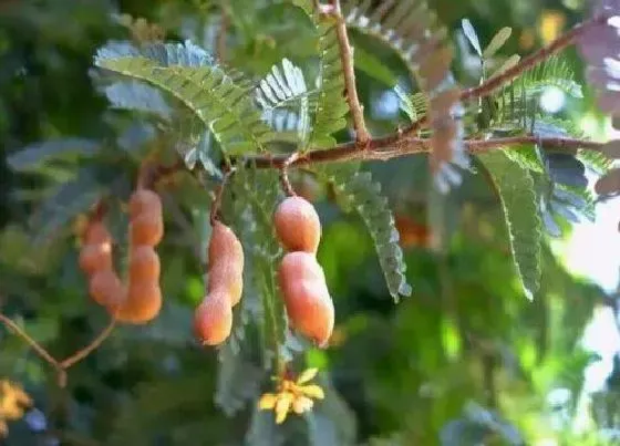 植物毒性|酸角树有毒吗 可以放在室内养吗