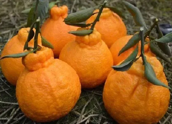 果实成熟|丑橘采摘时间和收获季节