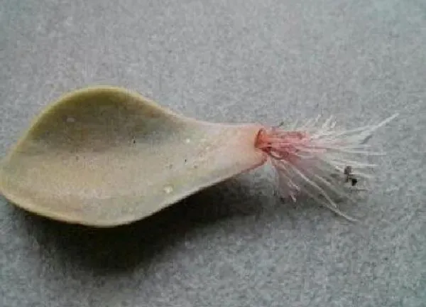 植物扦插|紫珍珠可以叶插吗