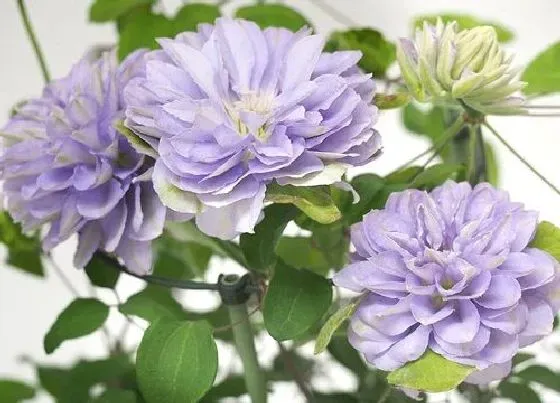 种植土壤|铁线蕨配土方法与种植土壤