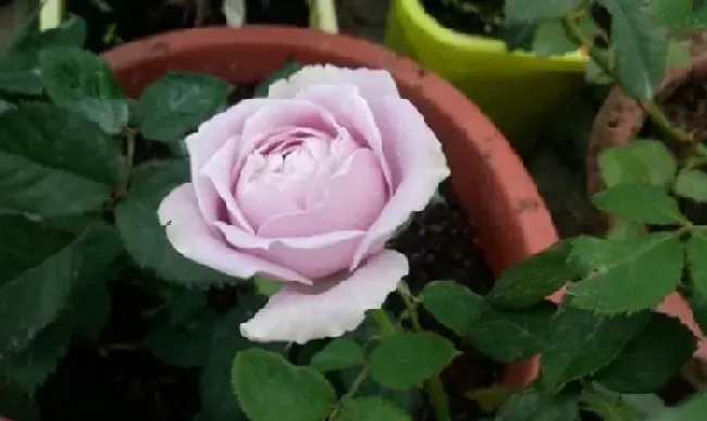 植物百科|蓝色物语月季花的优缺点（藤本月季蓝色物语值得入手吗）