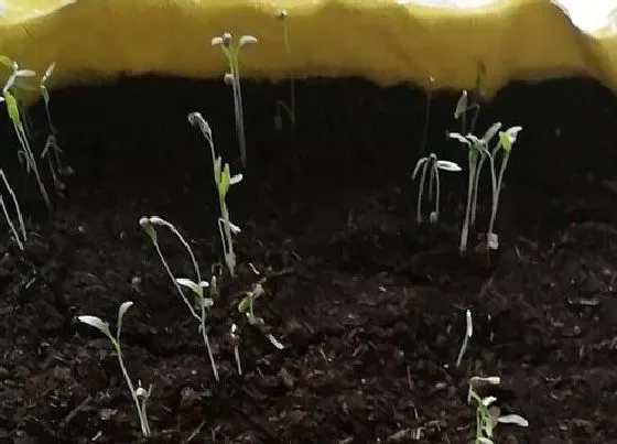 植物育苗|香菜种子怎么发芽发的快 种子快速发芽及处理方法