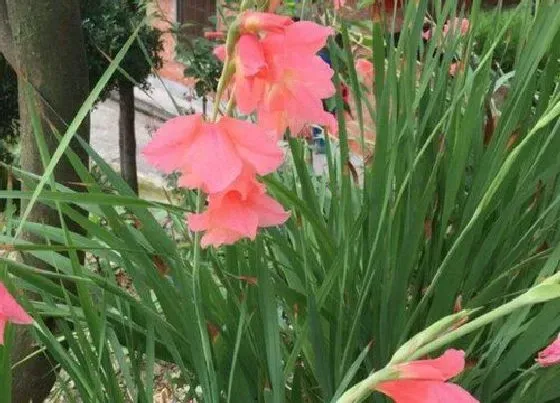 冬天植物|剑兰耐寒吗