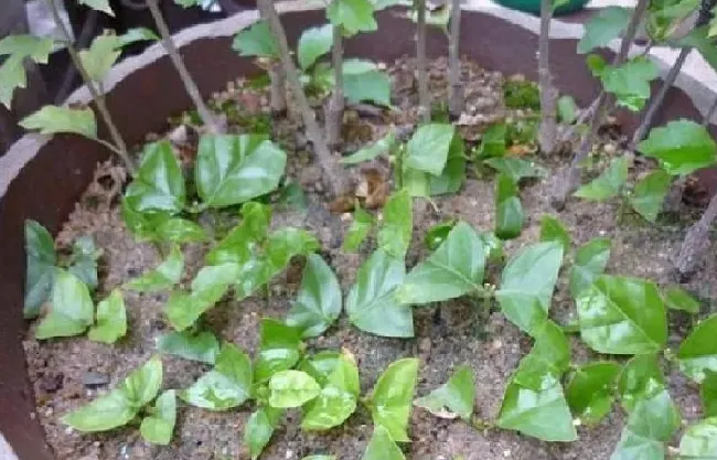 植物扦插|茉莉花可以扦插成活吗（新手可以扦插茉莉花成功的方法）