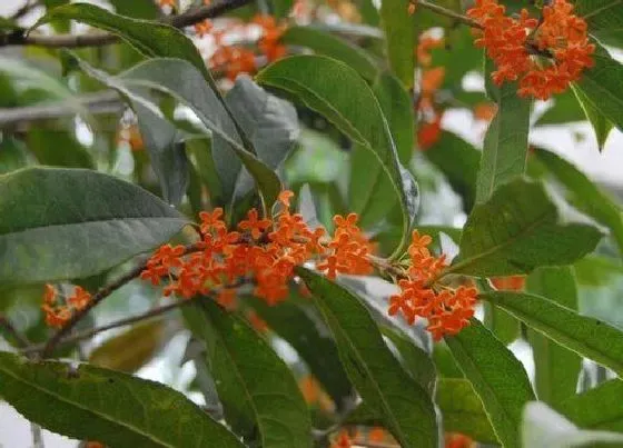 植物排行|桂花哪个品种好