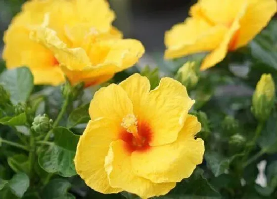 花期|朱槿花期是什么时候