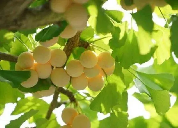 植物浇水|银杏树多久浇一次水